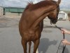 “Princessa” is a 2009, 16’1 hand chestnut filly.