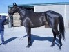Black Thoroughbred horse for sale