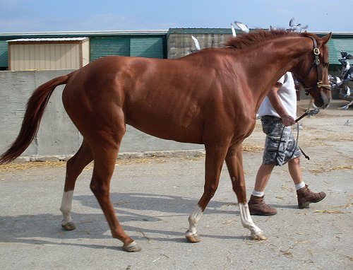 Red - NEW Thoroughbred horse for sale