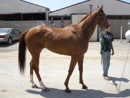 Ridge is a 2005, 16\'1+ hand Thoroughbred gelding for sale