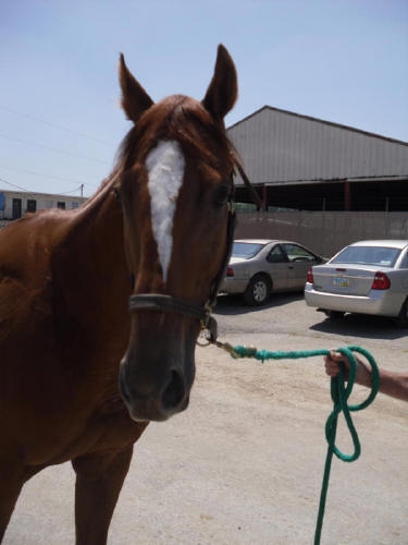 Ridge is a 2005, 16\'1+ hand Thoroughbred gelding for sale