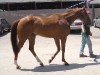 Ridge is a 2005, 16'1+ hand Thoroughbred gelding for sale