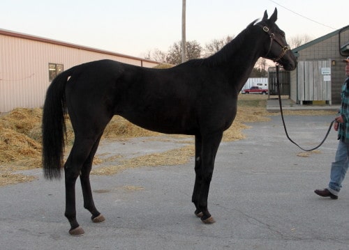 Ron is a black Thoroughbred horse for sale