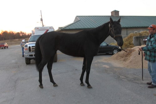 Ron is a black Thoroughbred horse for sale