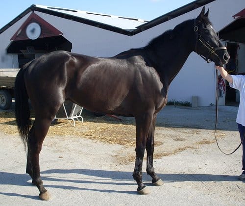 16.3 hand Thoroughbred horse for sale