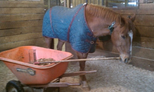 Lucky helps out cleaning stalls