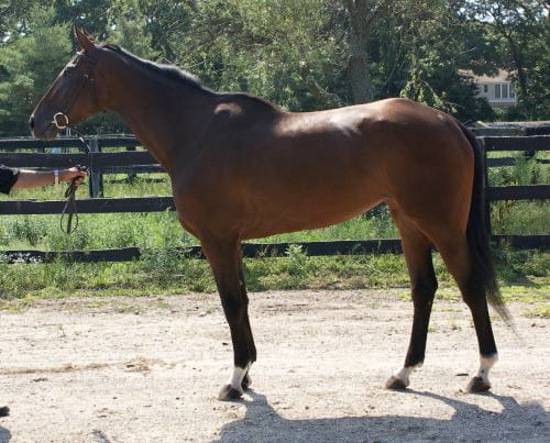 "Taxi" is by the same stallion as Artrageous. Click to see Artrageous.