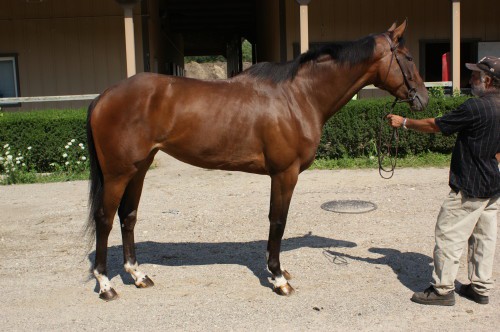 "Taxi" is a 2006, 16.2 hand, bay Thoroughbred filly 