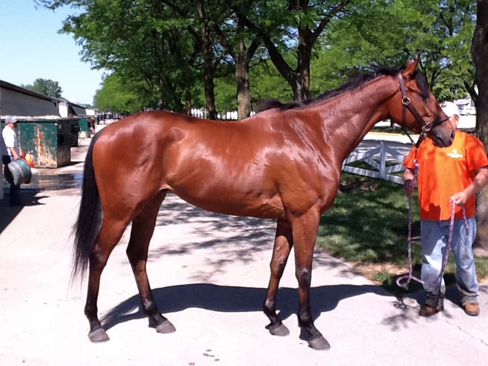 Tillo - Thoroughbred Horse for sale from the race track