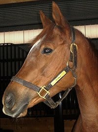 Thoroughbred Horse For Sale - Titania