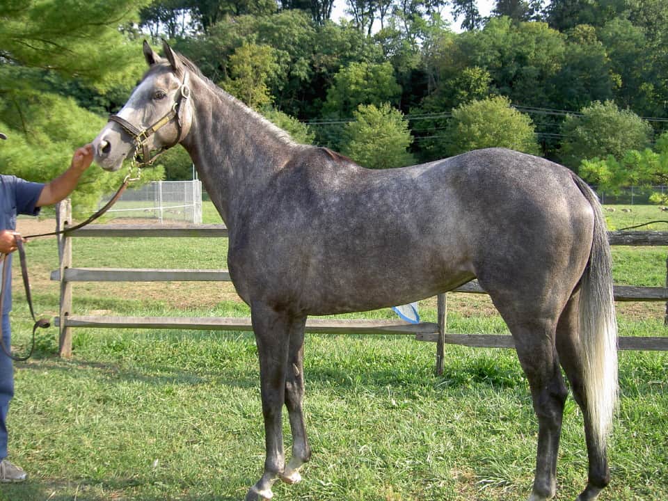Grey Thoroughbred Mare For Sale