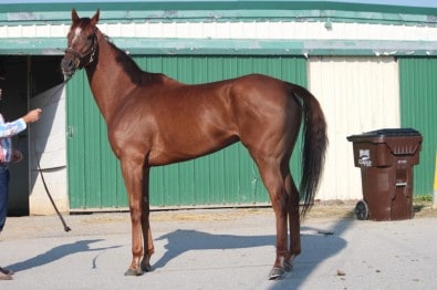 "My Heart" 17 hand Thoroughbred horse for sale