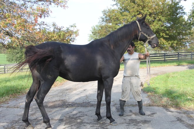Great Game is a black Thoroughbred mare for sale.