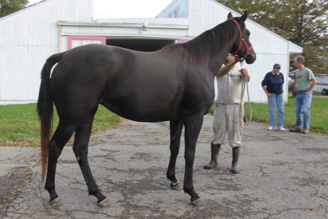 Crowd Catcher - Black Thoroughbred Mare For Sale