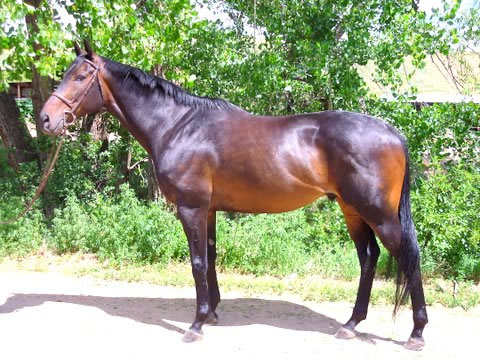 Fast Commander is a 17 hand six year old Thoroughbred gelding for sale in Colorado.