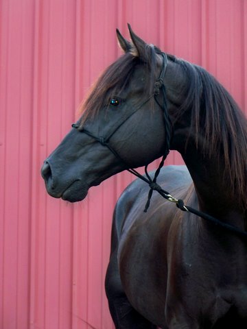 "Bali" - The Black Stallion - Thoroughbred Horse For Sale