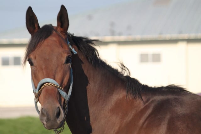 "Memphis" is a 2008 Thoroughbred Horse for sale