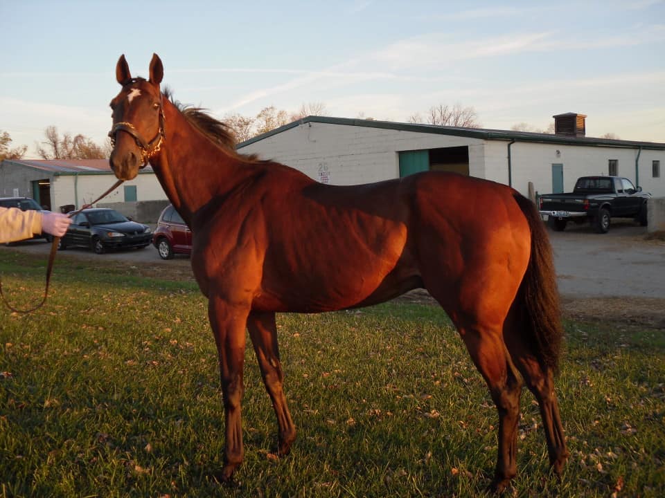 "Bomba" - Bay Thoroughbred Gelding For Sale
