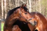Absolute Charm - Thoroughbred Horse For Sale at Bits & Bytes Farm