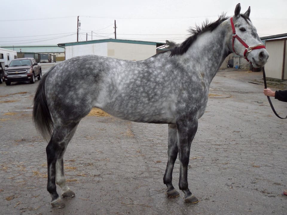Joe - Big Stout Dappled Grey Horse For Sale