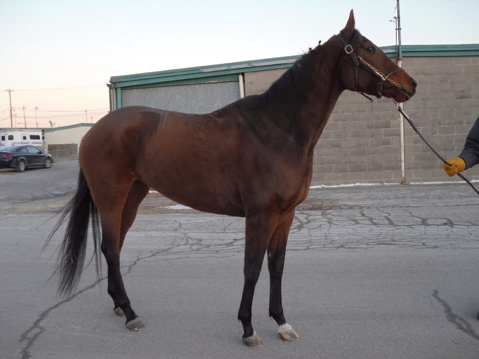 "Millie" is our newest Prospect Horse For Sale