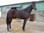 Mimi - Big Beautiful Bay Thoroughbred Mare For Sale