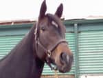 Mimi - Big Beautiful Bay Thoroughbred Mare For Sale