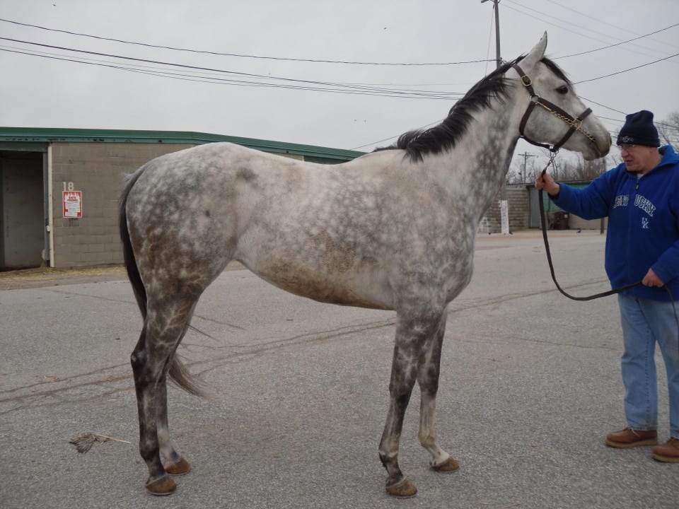 Prize is a beautiful gray Thoroughbred gelding for sale
