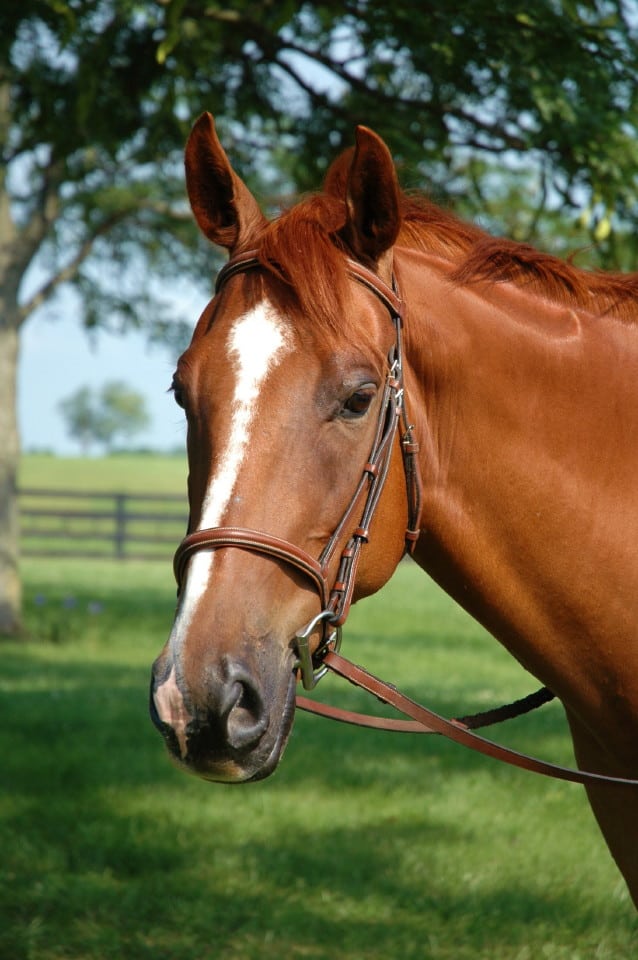 Brassador - Chestnut Thoroughbred horse for sale