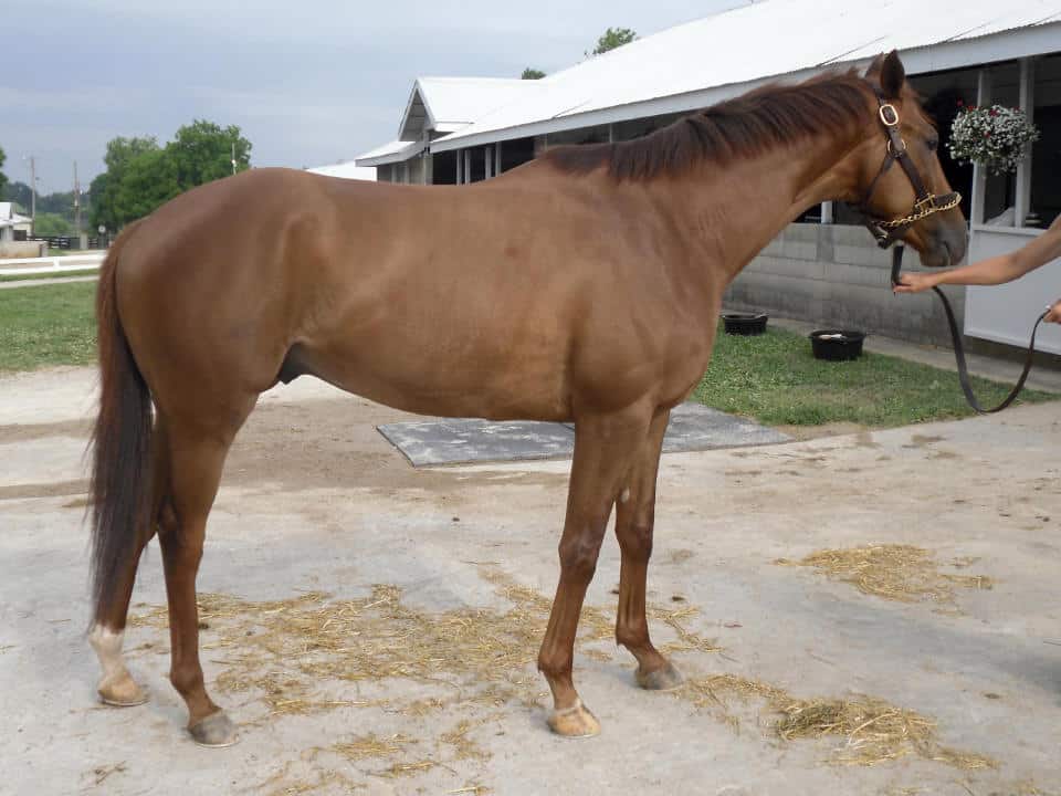 Thoroughbred horse for sale - Katiejakes Journey is just three. He has lots of growing to do.