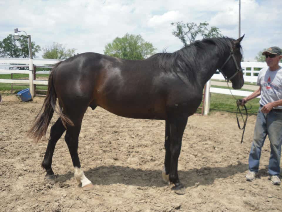 Tropical Don - Thoroughbred Horse For Sale