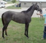 Clara J - Grey Thoroughbred Filly For Sale