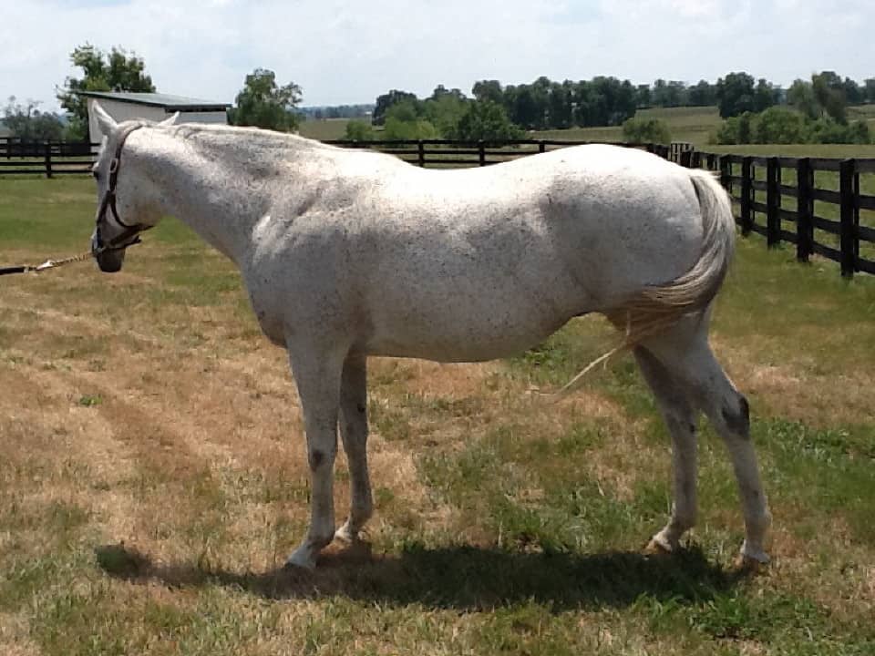 Rumcake - Grey Thoroughbred Mare For Sale