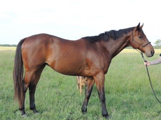Big Banker is a Thoroughbred horse for sale