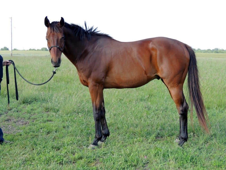 Thoroughbred with good weight