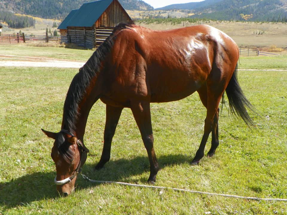 off-the-track Thoroughbred - Tillo at Flying Horse Ranch in Oak Creek, CO