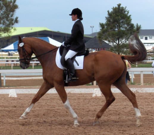Former race horse Cold Cash as a dressage horse