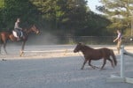 Miniature horse running loose