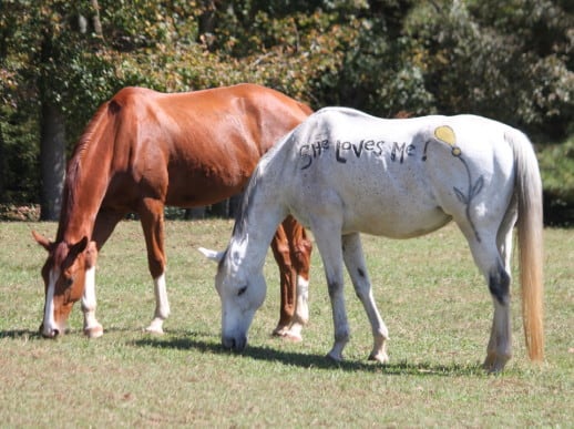 White Horse painted to announce wedding location