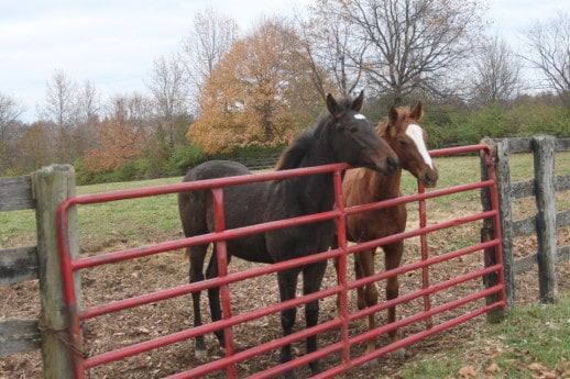 Kentucky Foals