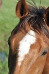 "Bandsmen" - Thoroughbred horse for sale