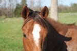 "Bandsmen" - Thoroughbred horse for sale