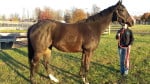 "Doc" - Almost black Thoroughbred Horse for sale