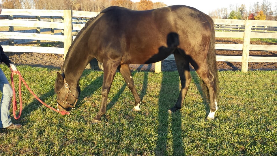 "Doc" - Almost black Thoroughbred Horse for sale