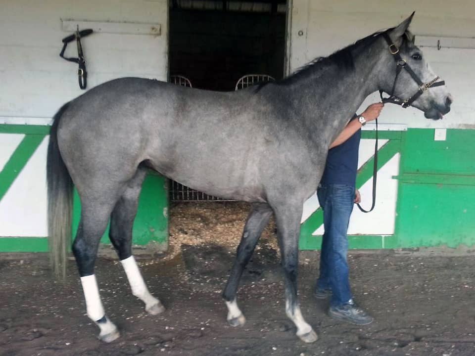 New Grey Thoroughbred Horse For Sale
