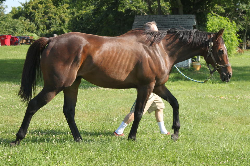 Chant - Thoroughbred horse for sale from his breeder