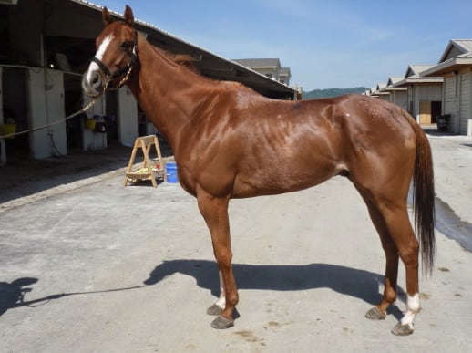 "Comet" - Sport horse prospect priced to go!