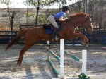 Kokopelli - Thoroughbred horse for sale