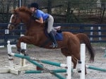 Kokopelli - Thoroughbred horse for sale