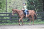 Kokopelli - Thoroughbred horse for sale